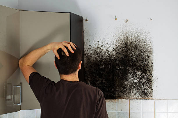 Best DIY Mold Remediation Support Services in Cheverly, MD